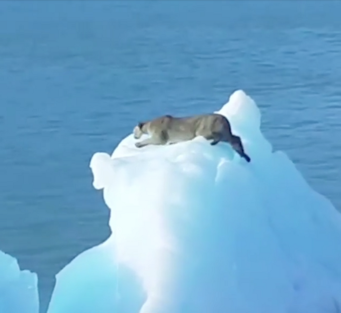 Un puma errant sur un iceberg à la dérive sur un lac 